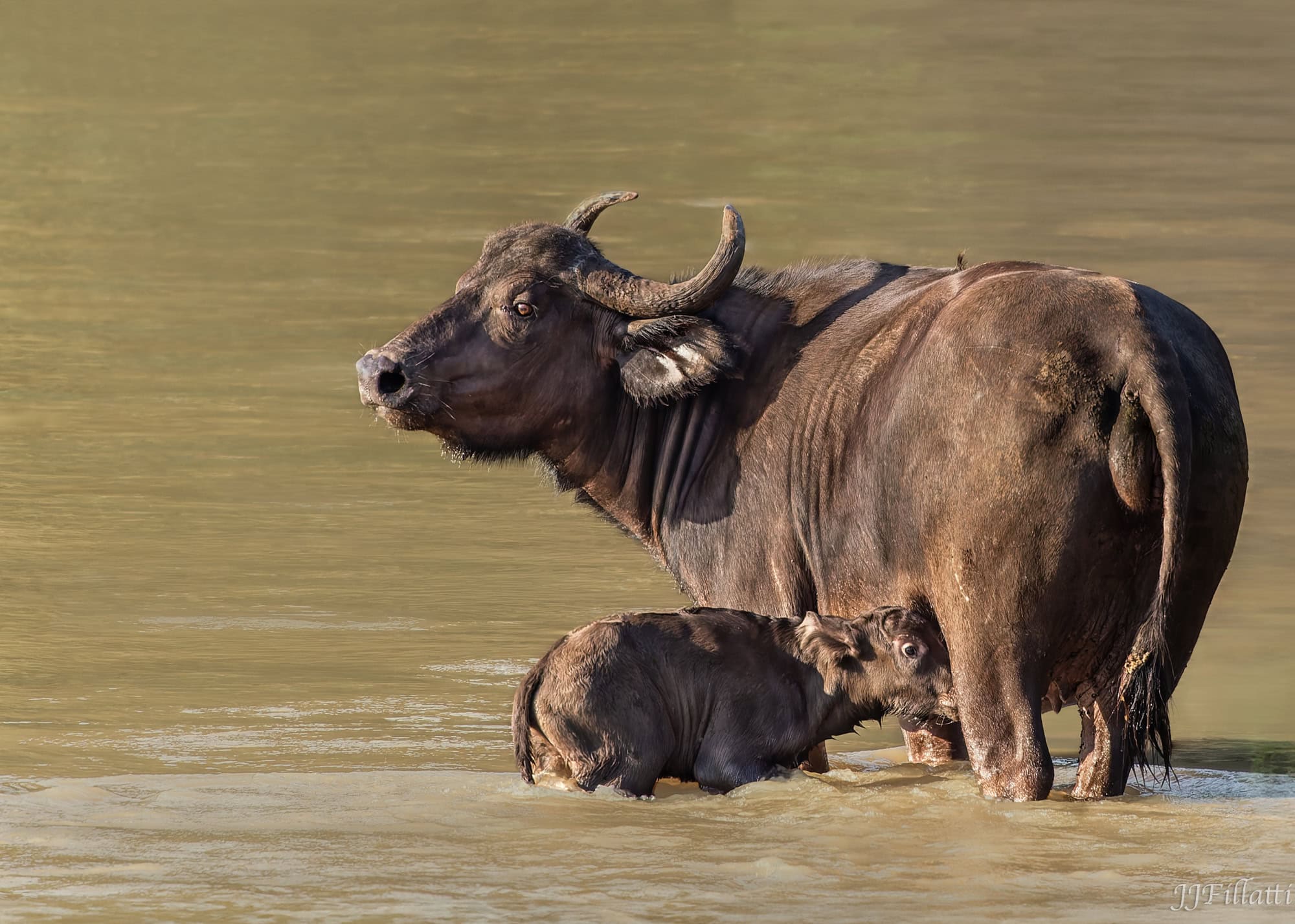 wildlife of Zimanga image 14